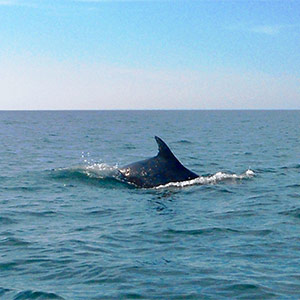 Dolphin Bay Essence